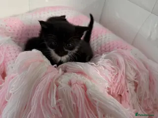 Mixed Breed cats ONLY 3 LEFT READY 6TH AUGUST❗️🐈 - Advert 1