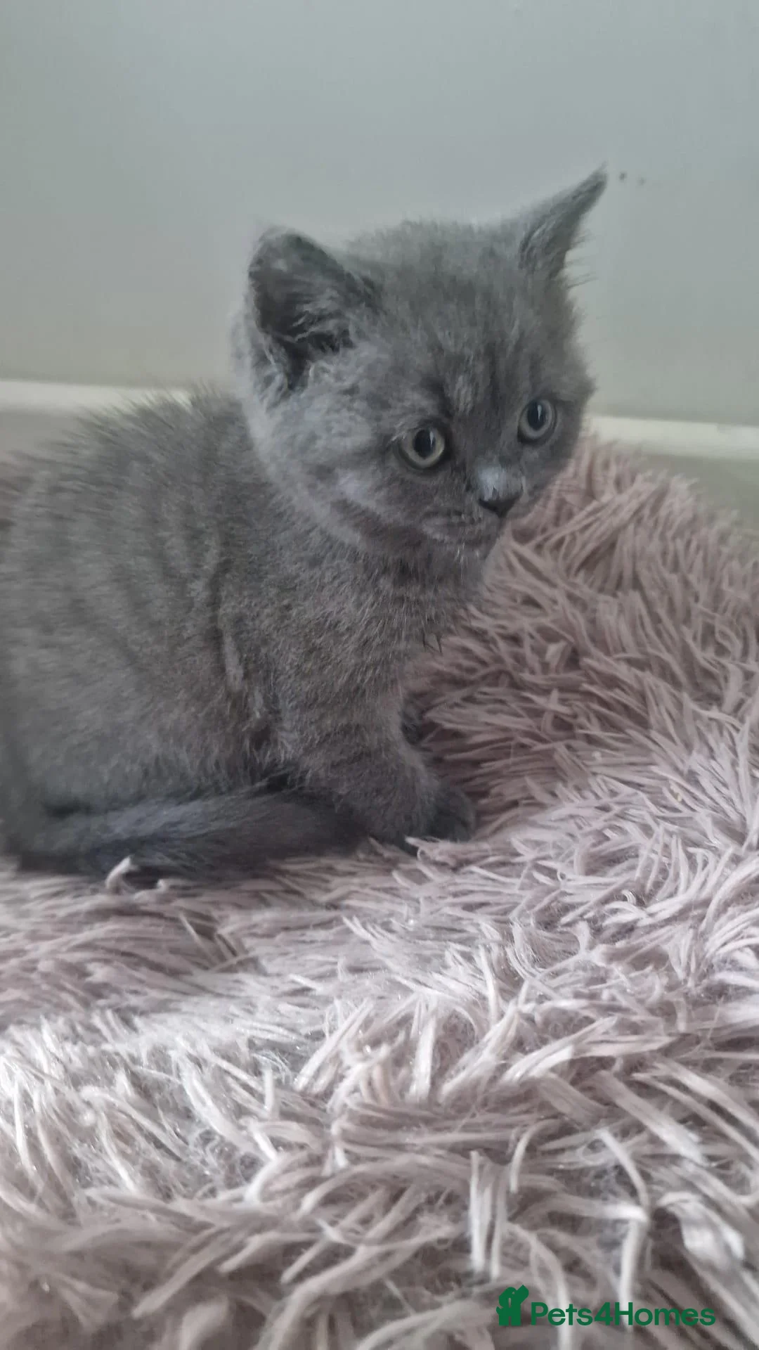 Mixed Breed cats for sale: Scottish Fold cross British Shorthair in Rochdale - Advert 2