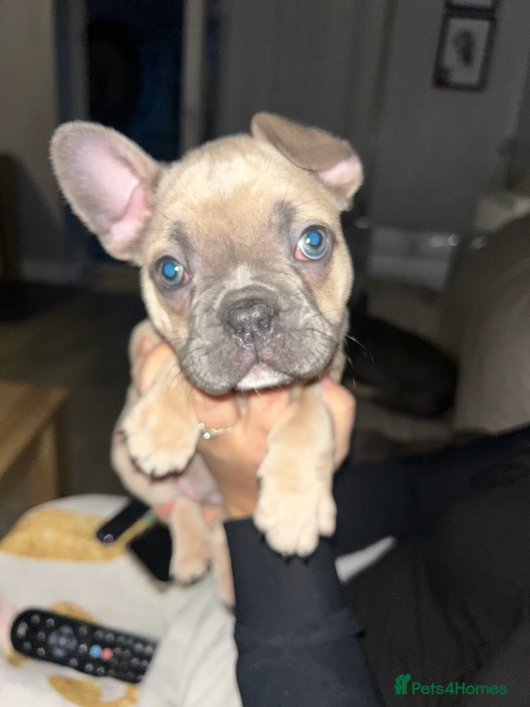 French Bulldog dogs for sale: *LAST ONE* Stunning French Bulldog Puppy - Advert 1