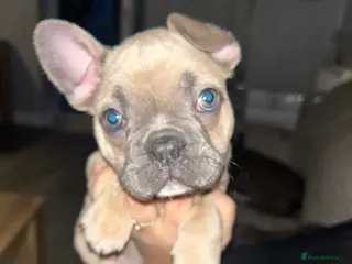 French Bulldog dogs *LAST ONE* Stunning French Bulldog Puppies - Advert 10