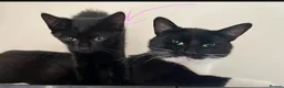 Domestic Shorthair cats for sale: 6 Kittens ready to go ASAP!  in West Drayton - Advert 6