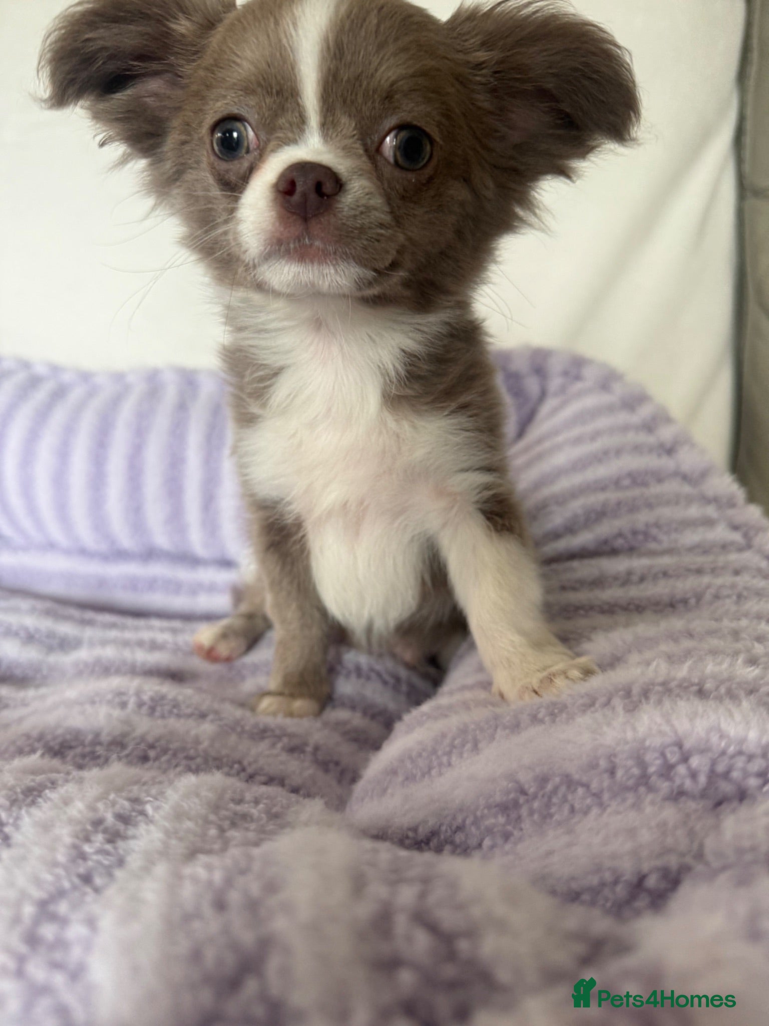 Chihuahua dogs Longhair apple head chihuahua Russian blood lines - Advert 1