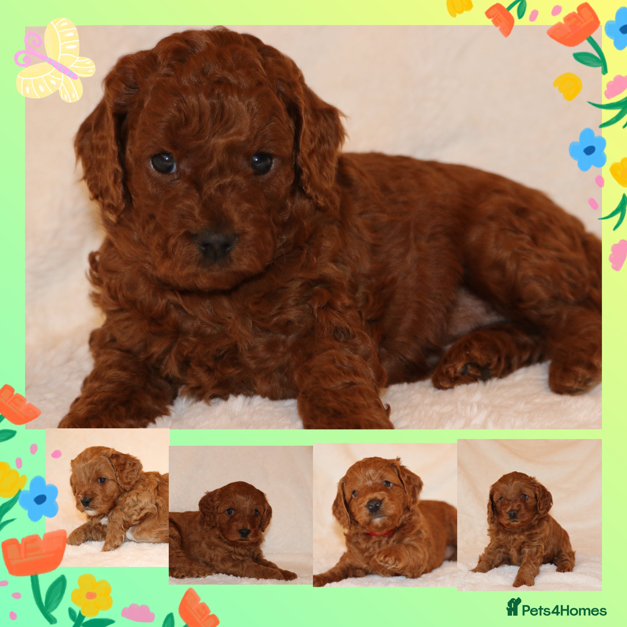 Cavapoo dogs Cavapoo 🐶 - Advert 4