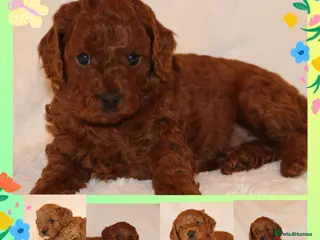 Cavapoo dogs Cavapoo 🐶 - Advert 4