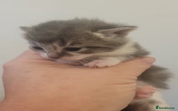 Mixed Breed cats for sale: Beautiful kittens  - Image 12