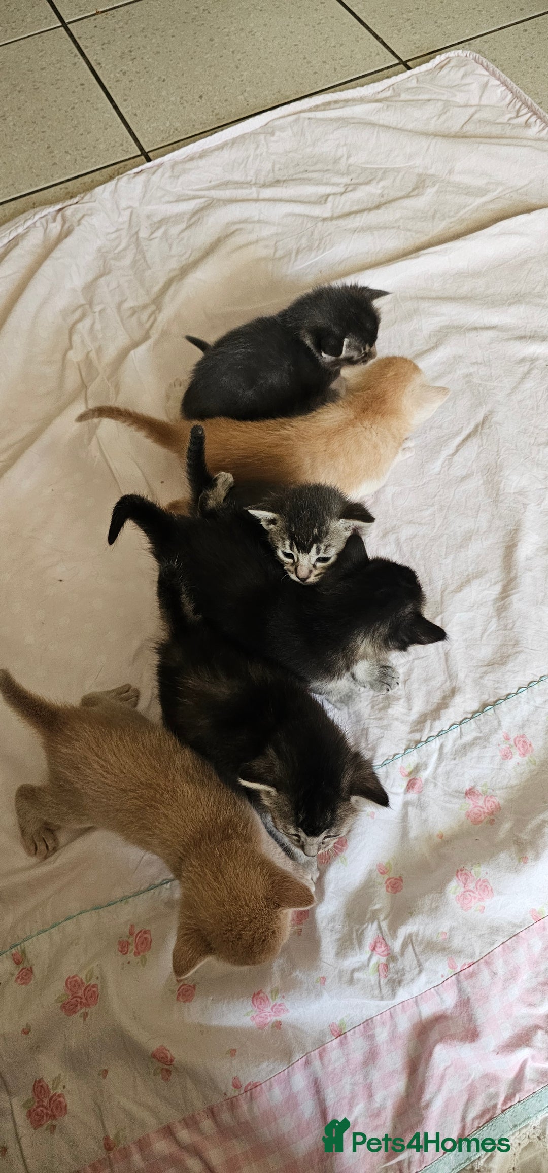Mixed Breed cats for sale: Abyssinian x Bengal  - Image 30