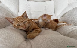 Mixed Breed cats for sale: 2 Ginger (1 m and 1 f) and 1 tuxedo male kitten - Image 7