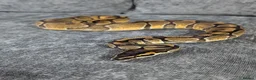 Python Snake reptiles for sale: 2 x royal pythons for sale/rehome in Coalville - Advert 5