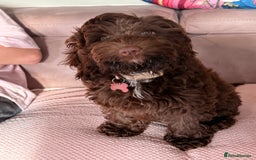 Cockapoo dogs for sale: Stunning female chocolate Cockapoo - Image 4