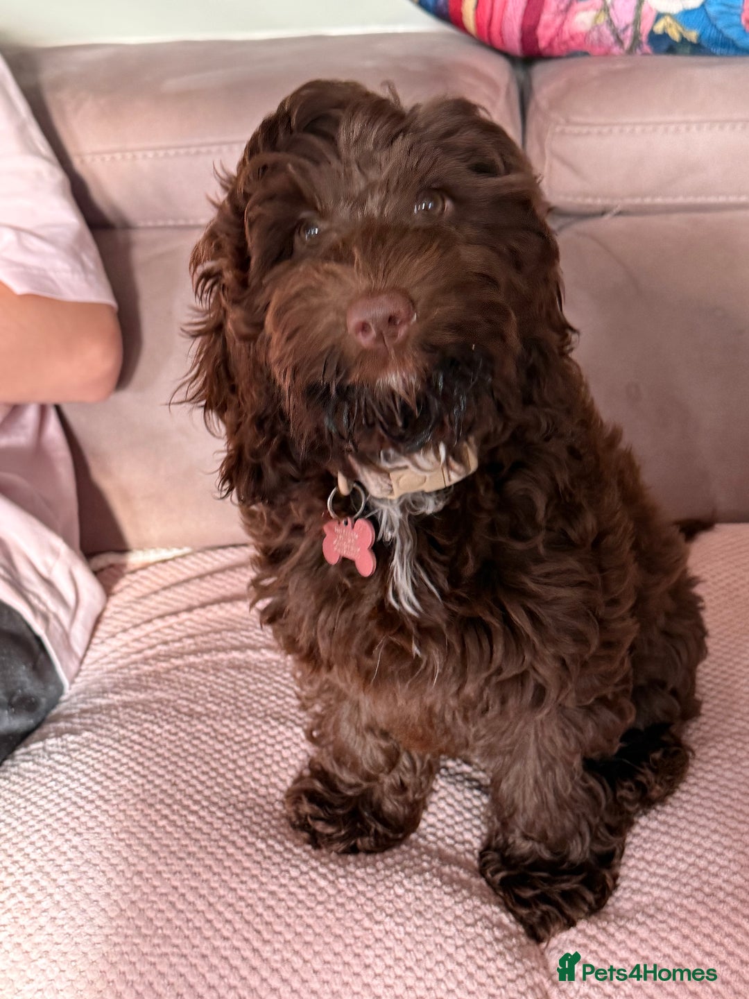 Cockapoo dogs for sale: Stunning female chocolate Cockapoo - Image 4