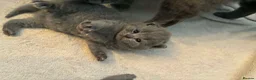 British Shorthair cats for sale: Beautiful litter of British shorthair kittens - Advert 6