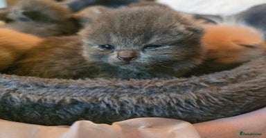 British Shorthair cats - Advert 2