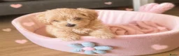 Maltipoo dogs for sale: Tiny Asian poodle/Korean Maltipoos *ready now* - Advert 5