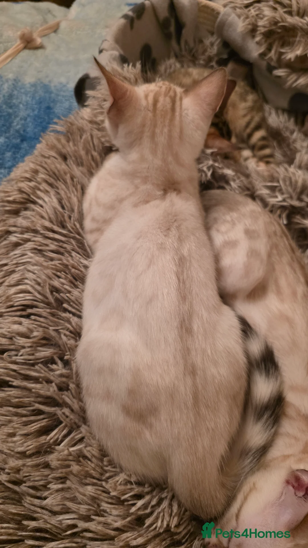 Bengal cats for sale: Beautiful 🐾 5 BENGALPARADISE 🐾 Kittens - Advert 4