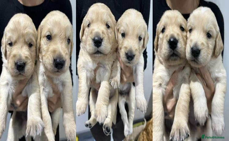 Golden Retriever dogs - Advert 4