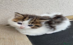 RagaMuffin cats for sale: Beautiful ragdoll x kittens 1 LEFT READY NOW - Image 32