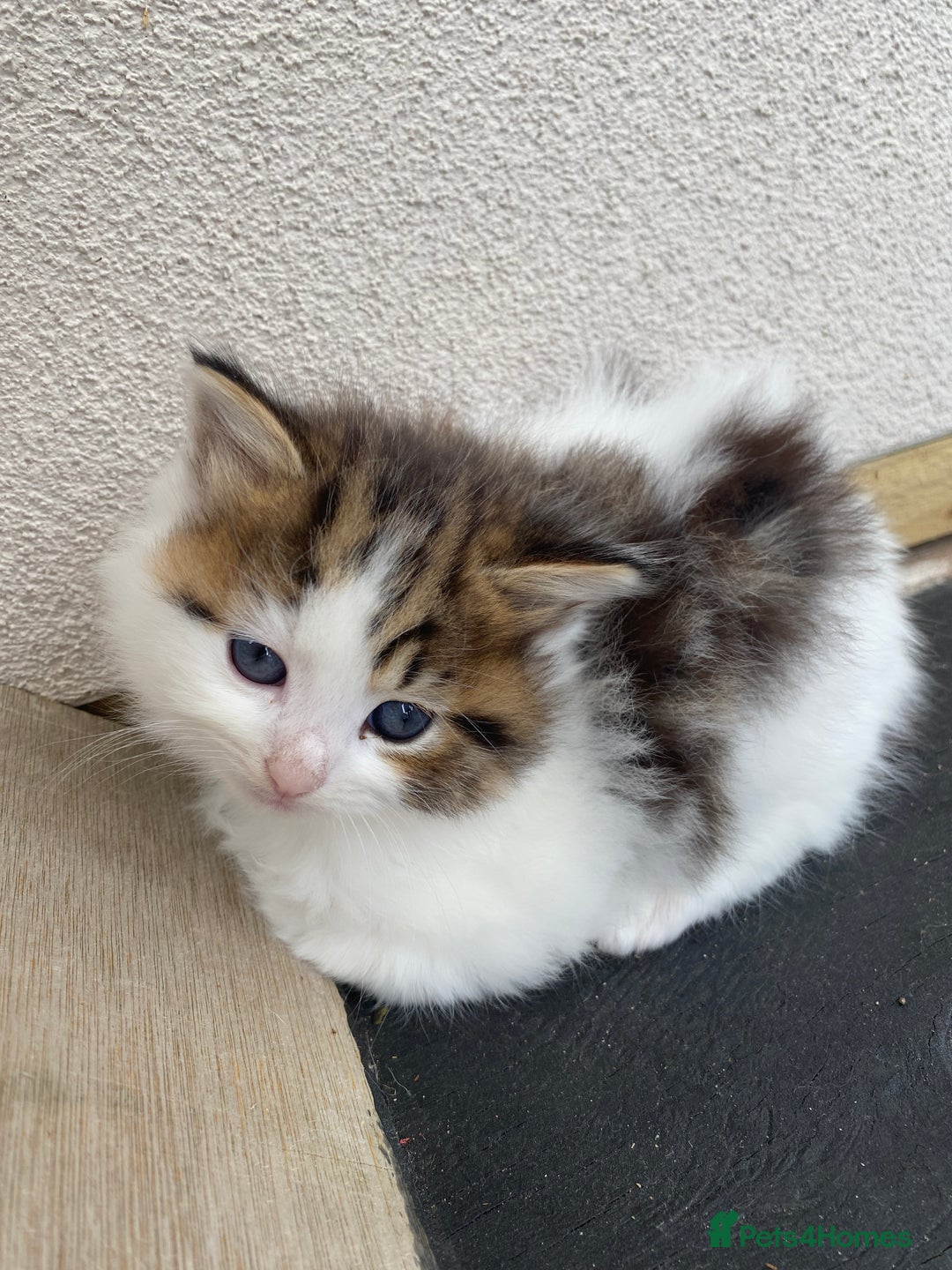 RagaMuffin cats for sale: Beautiful ragdoll x kittens 1 LEFT READY NOW - Image 32