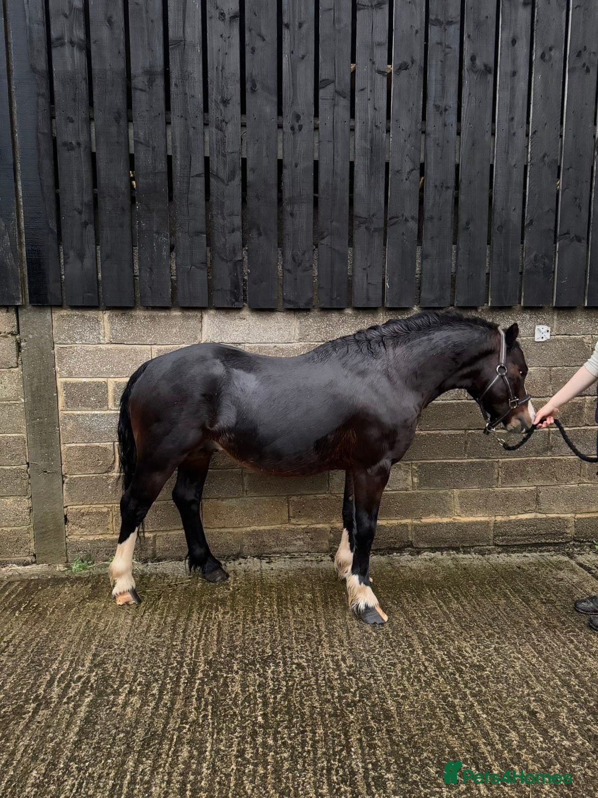 Welsh Section A horses Pony: Reggie for sale - Advert 4