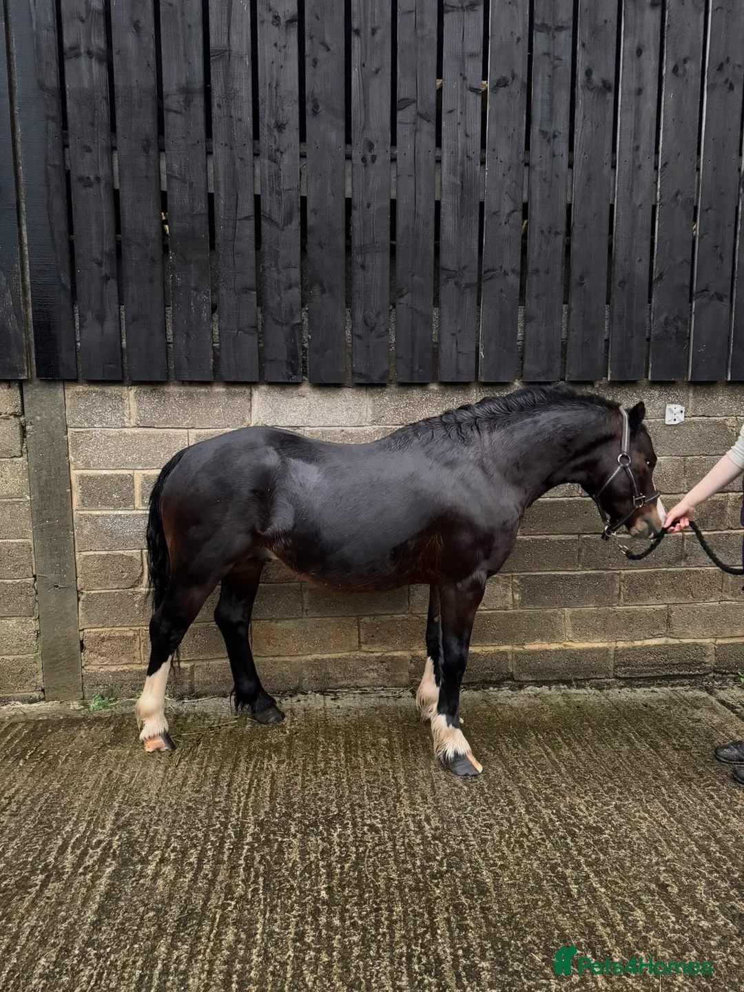 Welsh Section A horses for sale: Pony: Reggie for sale - Advert 1