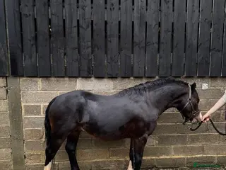 Welsh Section A horses Pony: Reggie for sale - Advert 4
