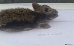 Lionhead rabbits for sale: Lionhead  - Image 9
