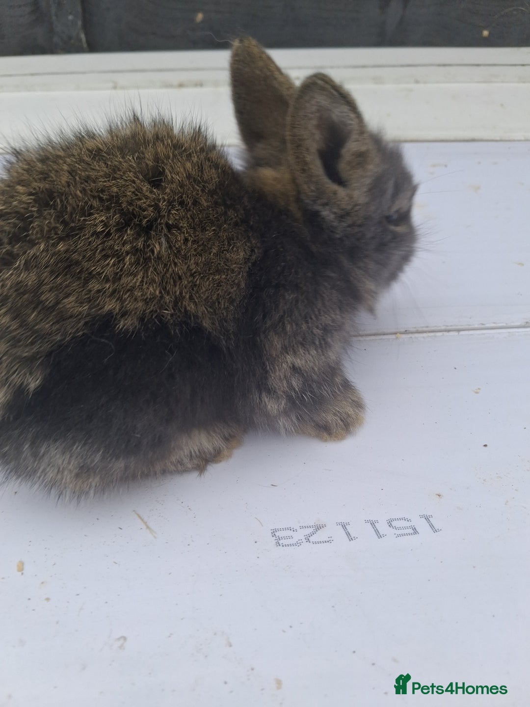 Lionhead rabbits for sale: Lionhead  - Image 9