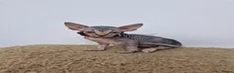 Sphynx cats for sale: Beautifull Tica sphynx kittens - Advert 11