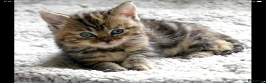 Mixed Breed 6
