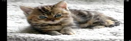 Mixed Breed cats for sale: Adorable Ragdoll x Maine Coon mix kittens  - Advert 21