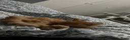 Mixed Breed cats for sale: Ginger longhaired kitten in Loughborough - Advert 2