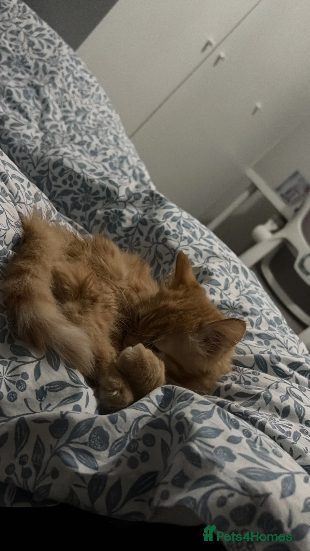 Mixed Breed cats for sale: Ginger longhaired kitten in Loughborough - Advert 2