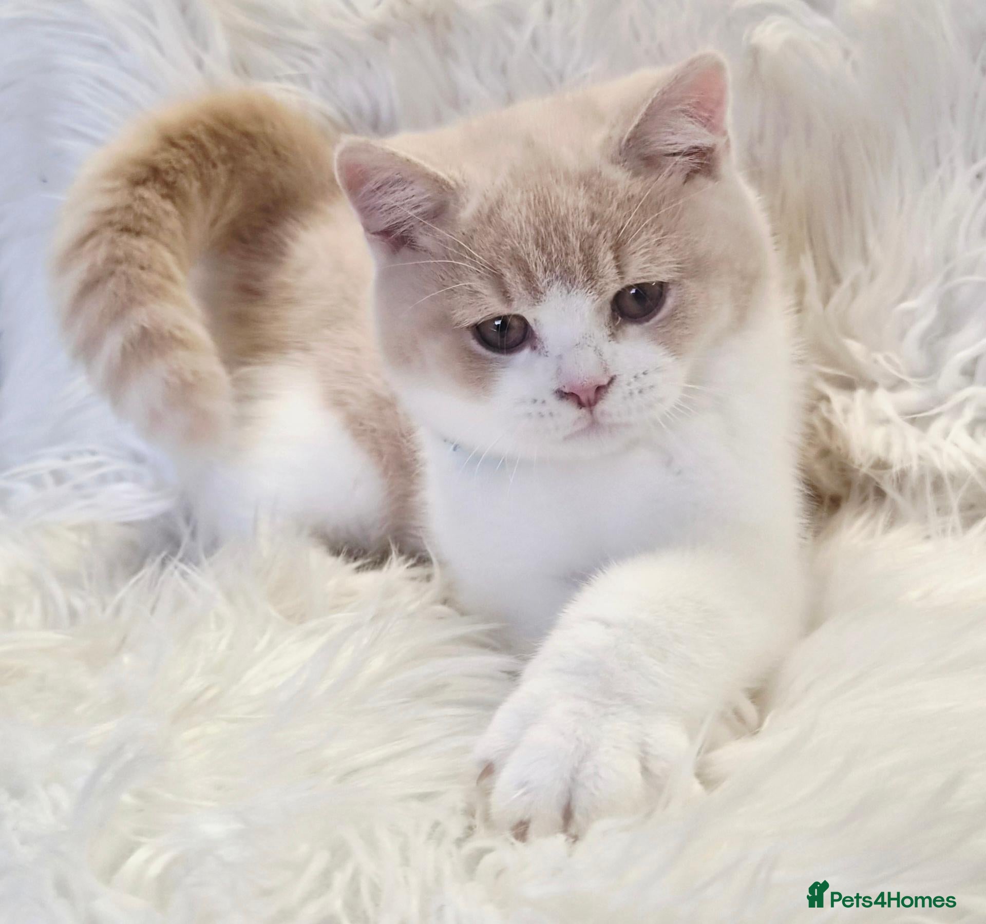 British Shorthair cats Gorgeous British shorthair kittens  - Advert 2