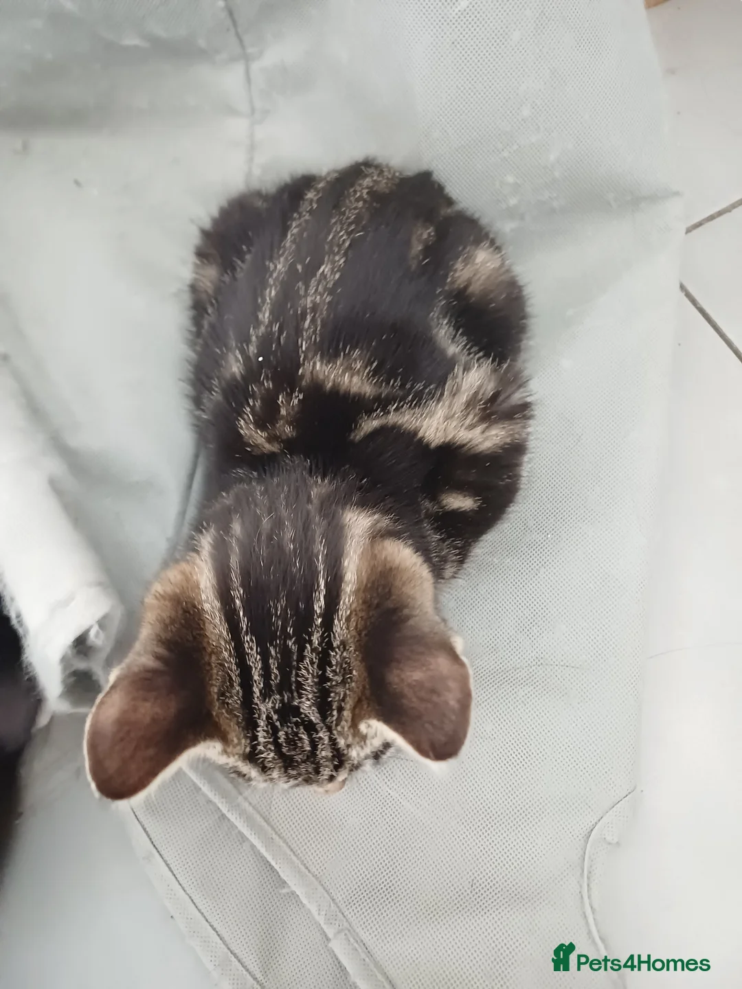 Mixed Breed cats for sale: Domestic brown tabby kitten thick stripes😻   - Advert 13