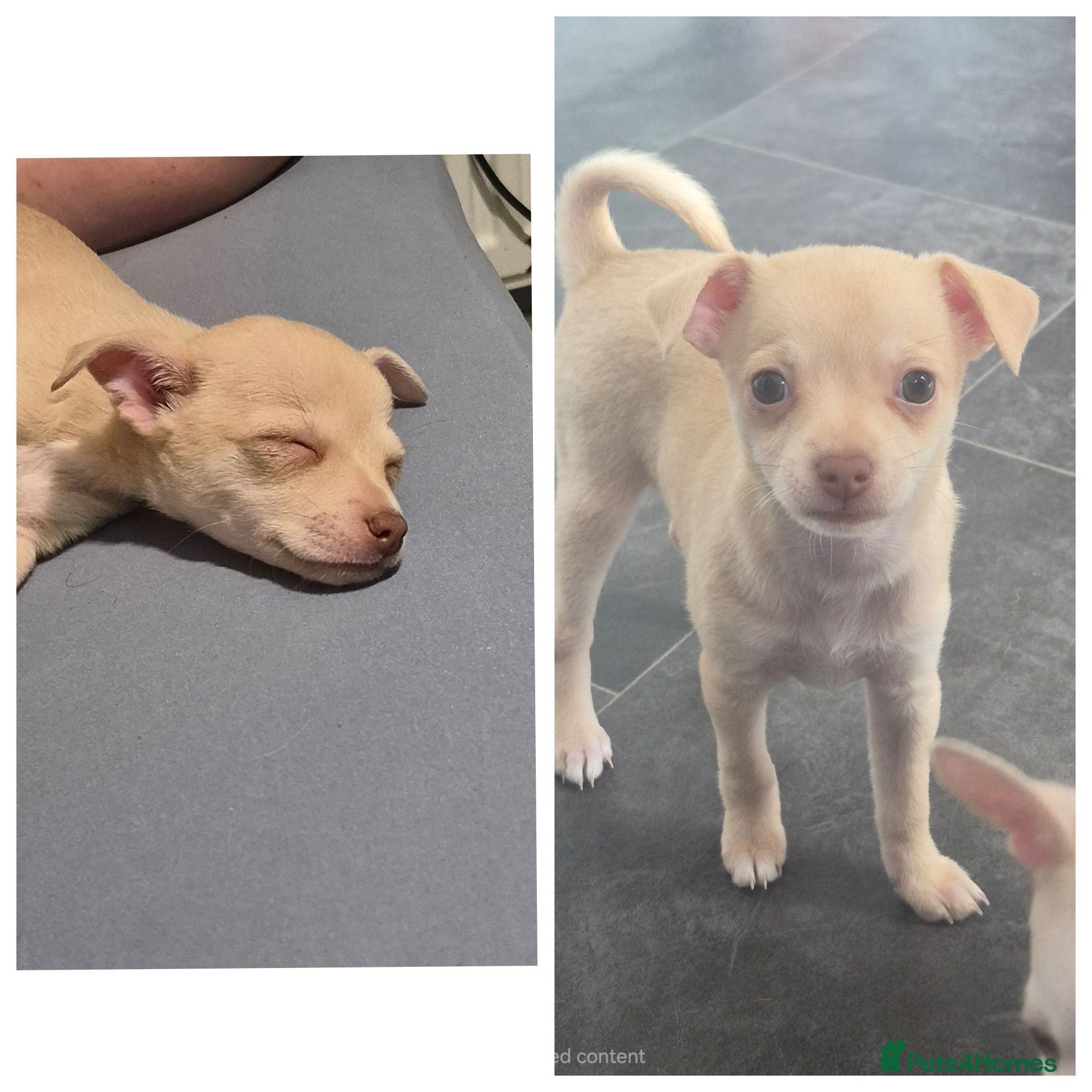 Chihuahua dogs girl chihuahua left ready now - Advert 18