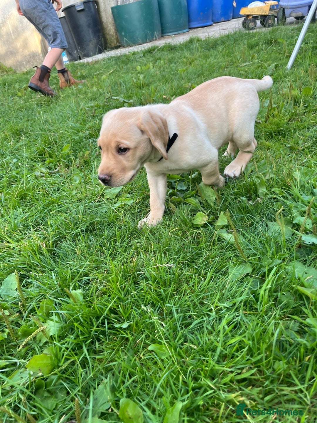 Labrador Retriever dogs for sale: Lovely Labrador pups - Image 16