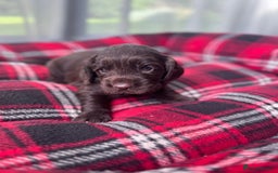 Cocker Spaniel dogs for sale: Cocker spaniel puppies  - Image 14