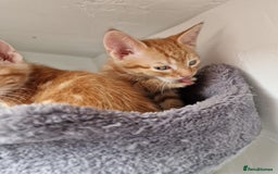 Mixed Breed cats for sale: 2 Ginger Boys, 1 Tabby Girl. Donate to charity - Image 28