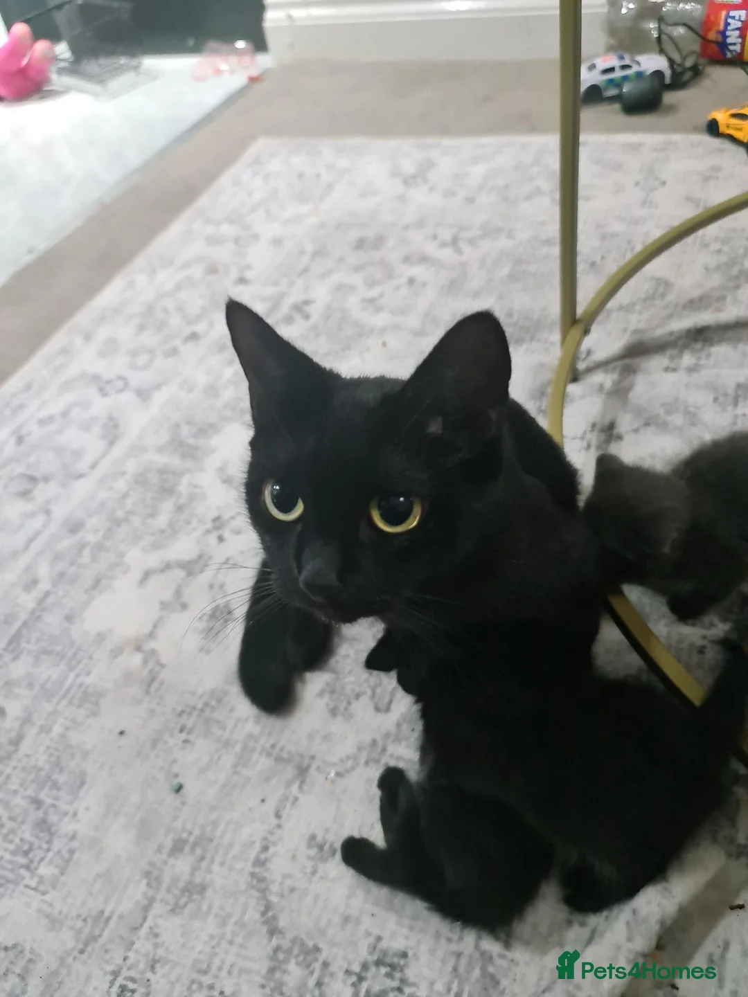 Mixed Breed cats for sale: KITTENS  - Advert 1