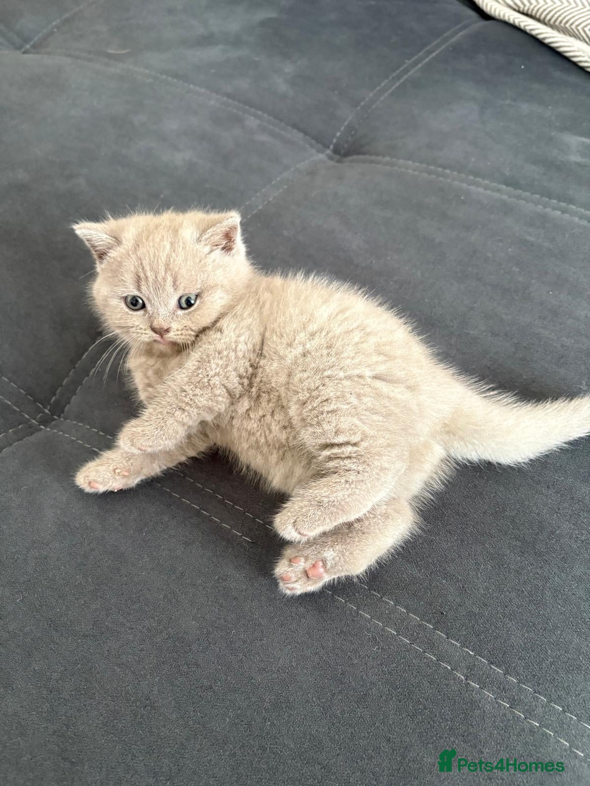 Scottish Fold cats 6 Scottish fold kittens  - Advert 2