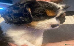 Cavalier King Charles Spaniel dogs for sale: Cavalier King Charles Spaniel Puppies - Image 2