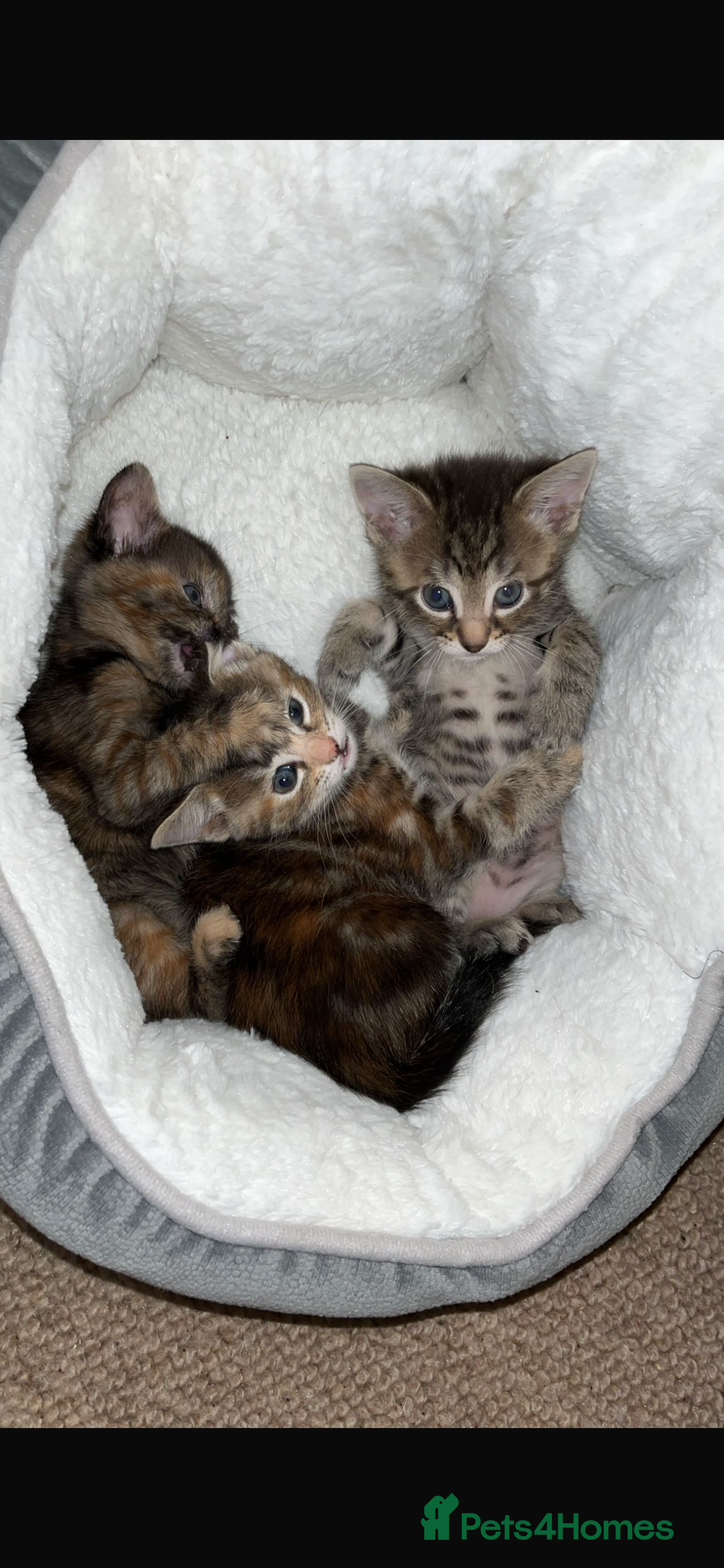 Mixed Breed cats for sale: 3 lovely kittens ready for their new homes 🥰 - Advert 19