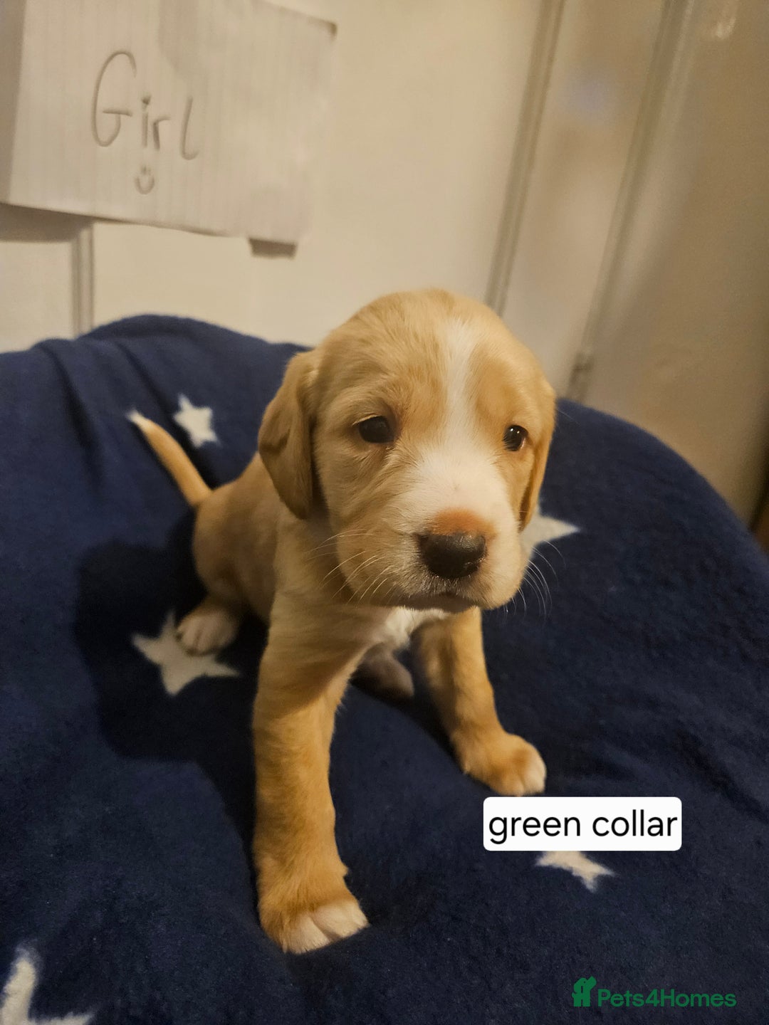 Cockerdor dogs for sale: Beautiful cockador pups - Advert 11