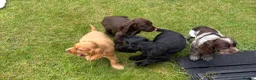 Cocker Spaniel dogs for sale: *Beautiful Litter Of Cockerspaniels* in Carnforth - Advert 18
