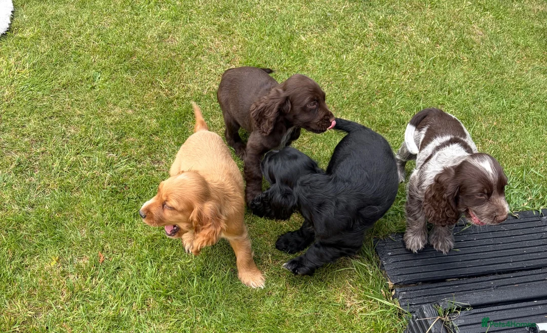 Cocker Spaniel dogs for sale: *Beautiful Litter Of Cockerspaniels* in Carnforth - Advert 18