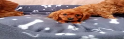 Cockapoo dogs for sale: Stunning red cockapoo/cavapoo puppies  in Coventry - Advert 9