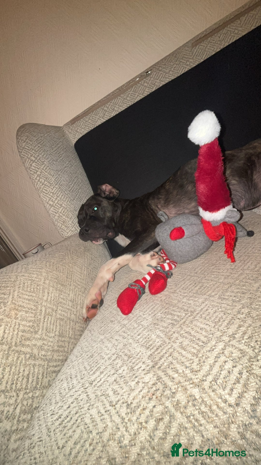 Mixed Breed dogs for sale: Belle - Advert 2