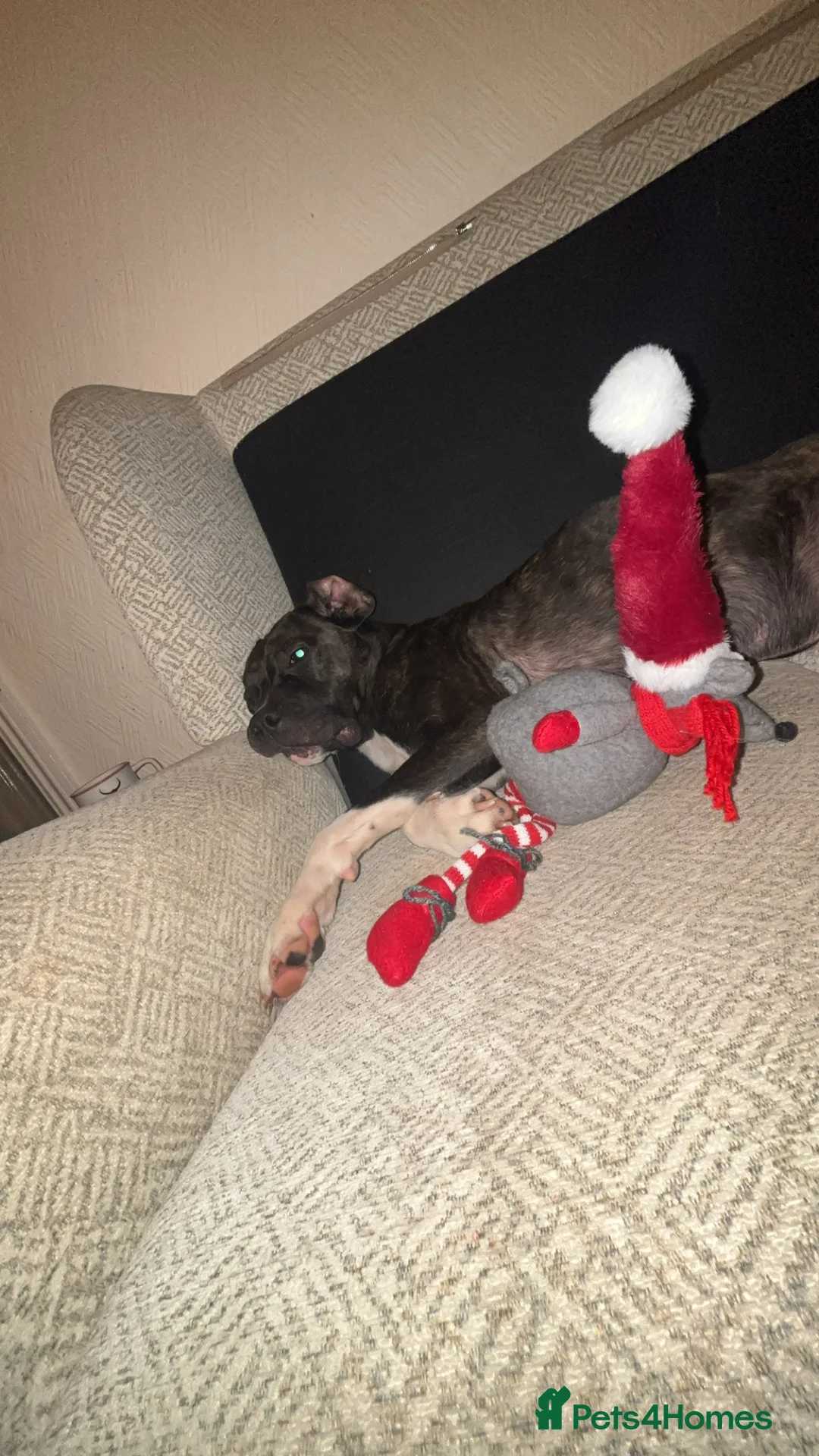 Mixed Breed dogs for sale: Belle - Advert 2