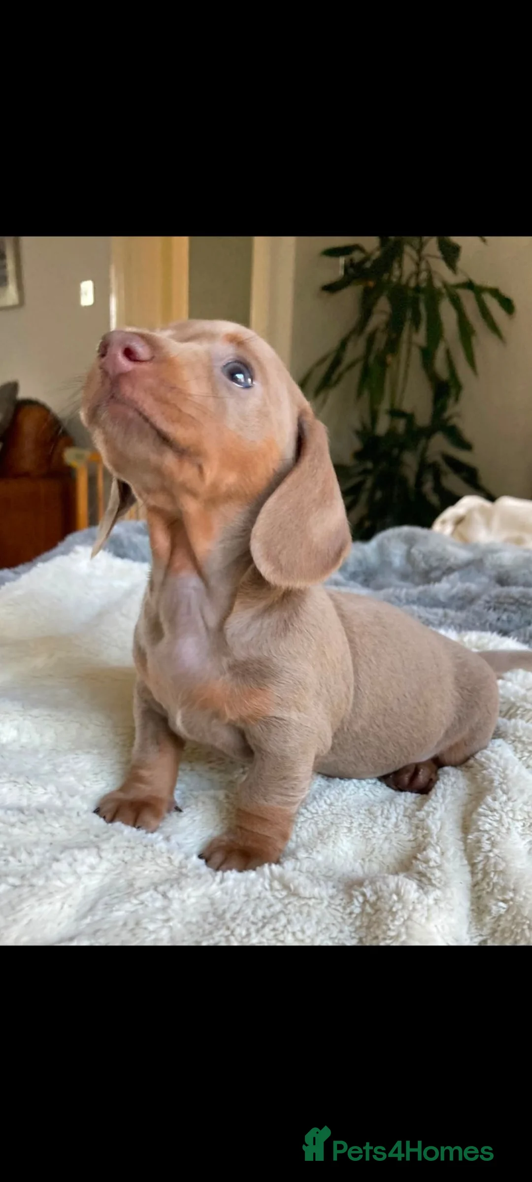 Miniature Dachshund dogs for sale: True KC Reg-Minature Dachshund Pups (Smooth Coat). - Advert 1