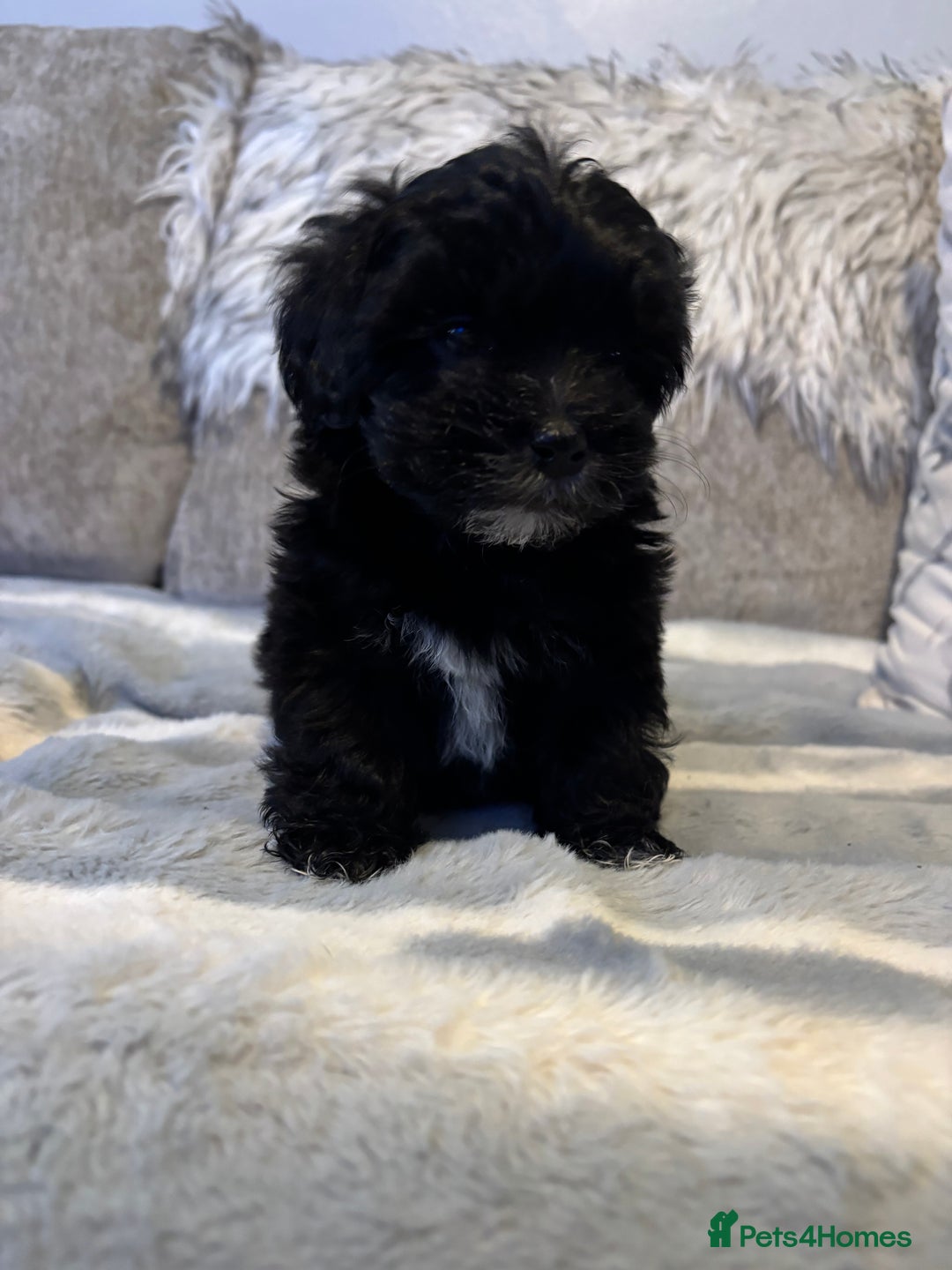 Maltipoo dogs for sale: Beautiful little maltipoo  - Advert 27