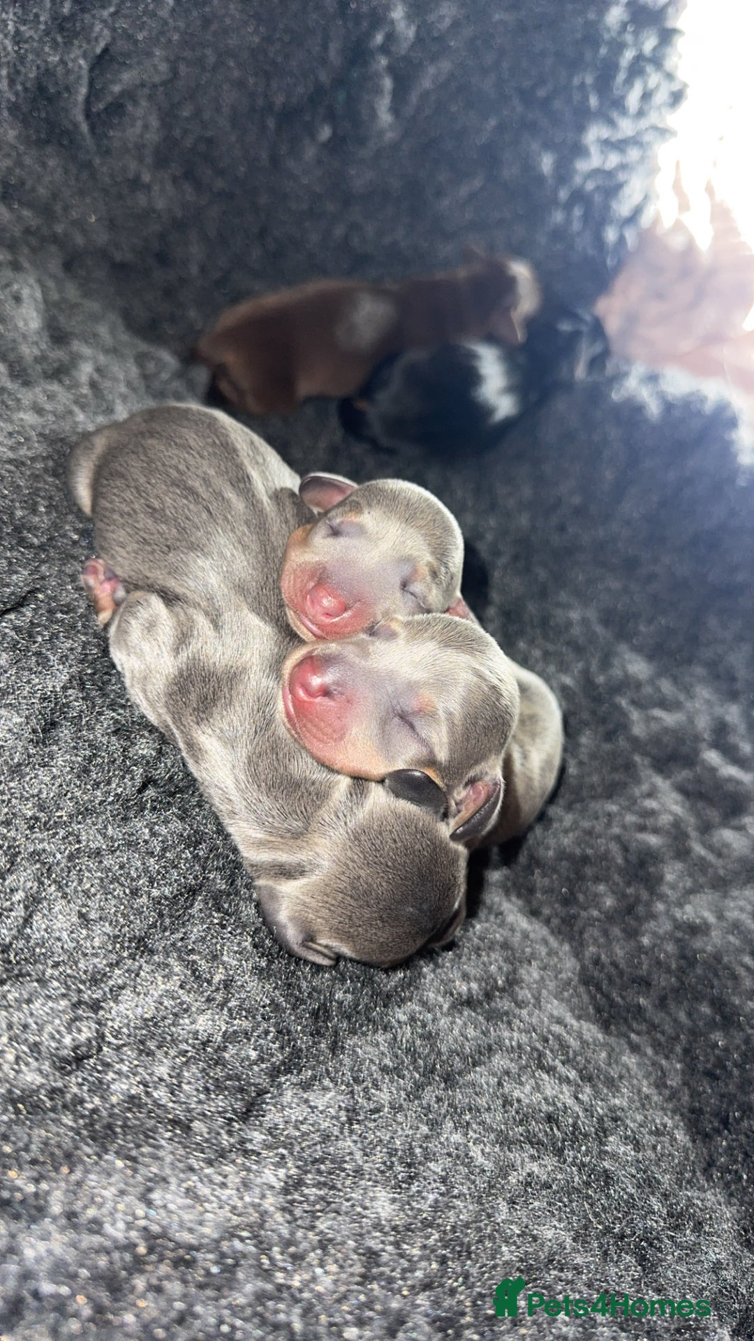 Miniature Dachshund dogs for sale: Miniature dachshund - Advert 8